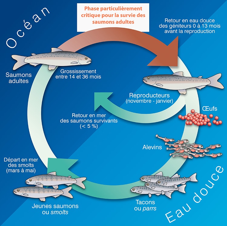 Cycle de reproduction des saumons