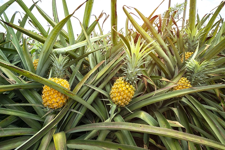 Bromélaïne Nutrixeal : ananas cultivés sans pesticide.