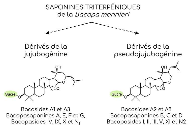 Classification chimique détaillée des saponines triterpéniques de type bacosides de la Bacopa monnieri