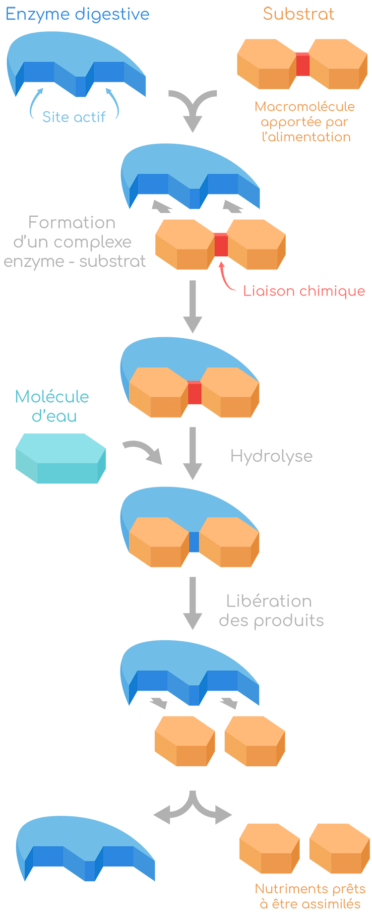 Enzymes digestives : l’astuce pour bien digérer pendant les fêtes