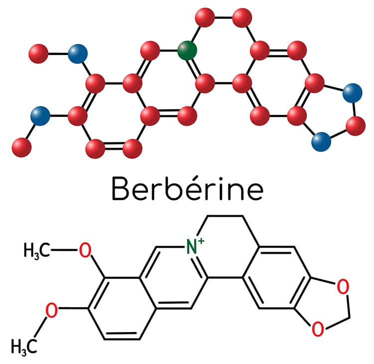 Berberine structure moléculaire actif berberis aristata