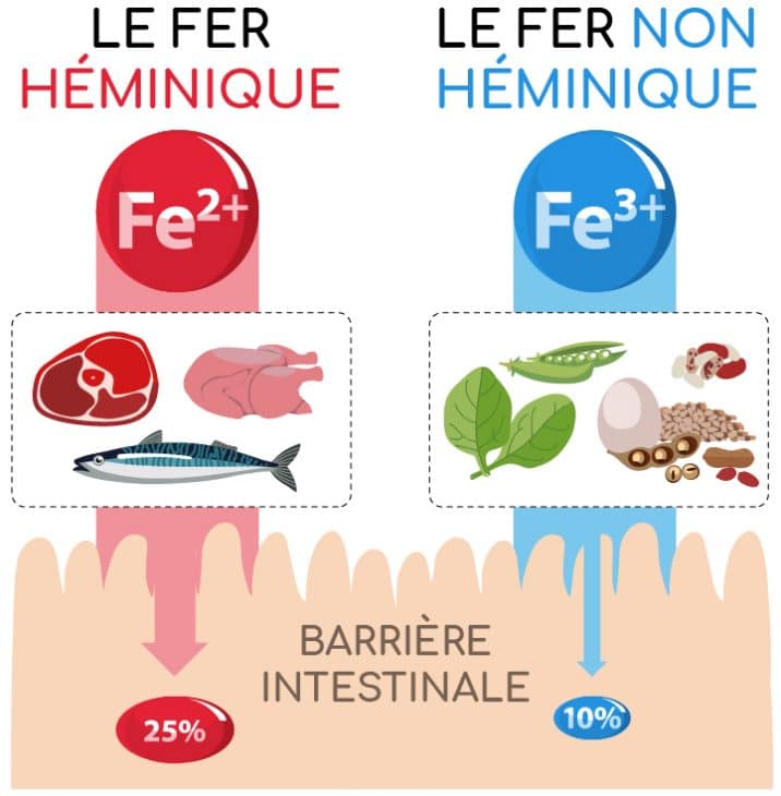 Fer : formes, sources et assimilation - Nutrixeal Info