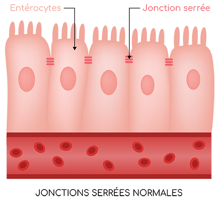 jonctions serrees normales sante digestive nutrixeal info