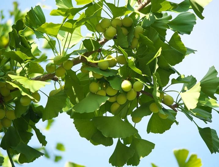 Ginkgo biloba : caractéristiques et intérêts nutraceutiques - Nutrixeal ...