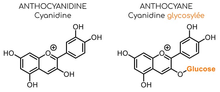 Anthocyanidine et anthocyane Structure moléculaire Nutrixeal info