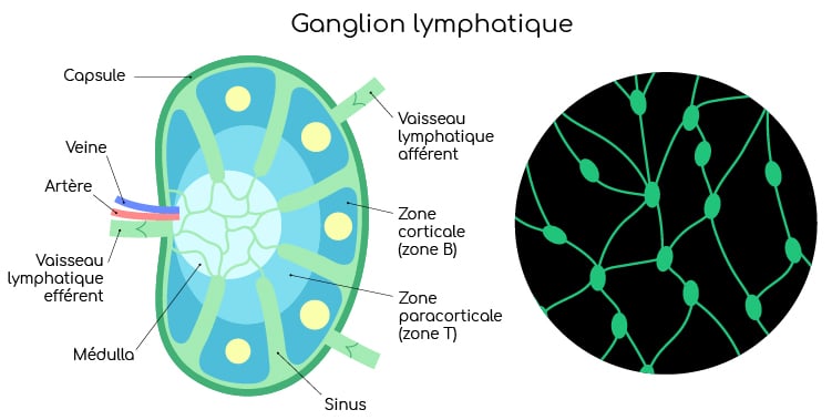 Ganglion lymphatique Nutrixeal Info-01