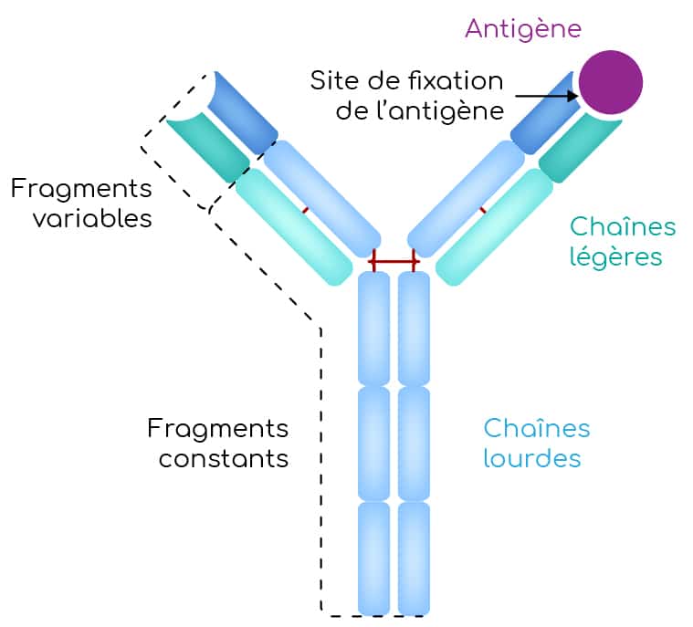 Structure d'un anticorps Nutrixeal Info