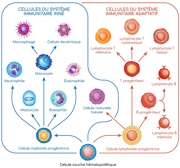 Cellules du système immunitaire