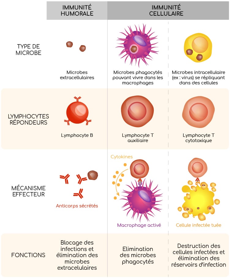 immunité adaptatives mécanismes Nutrixeal Info