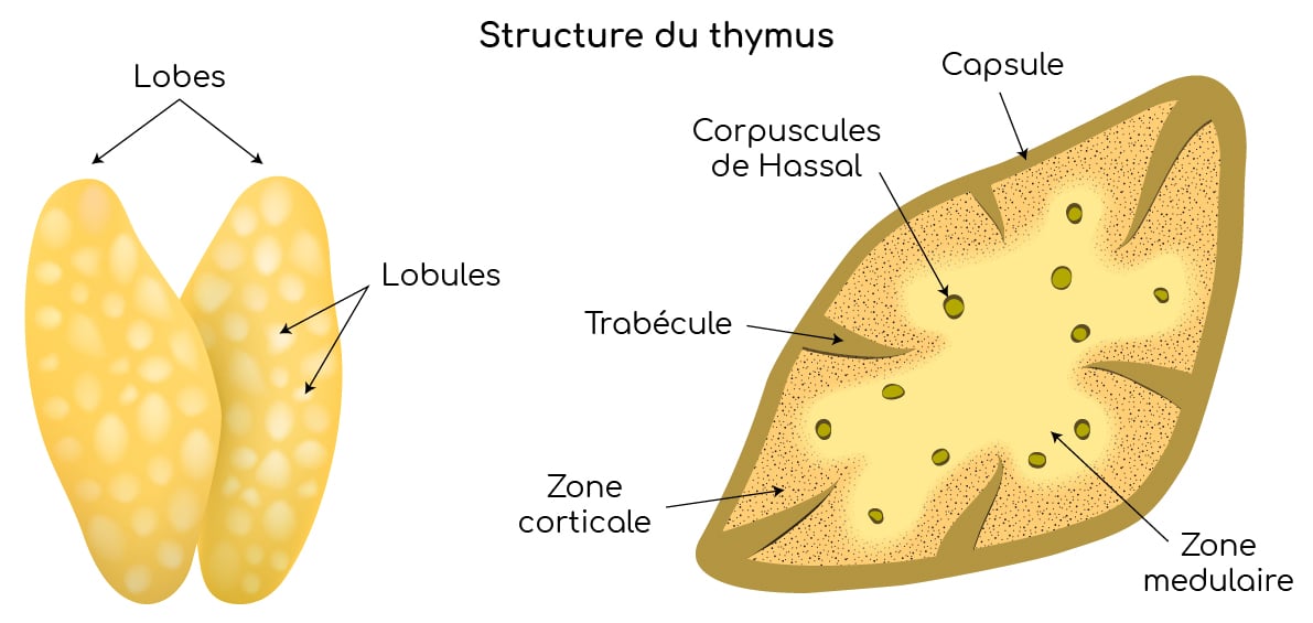 Thymus : caractéristiques et fonctions - Nutrixeal Info