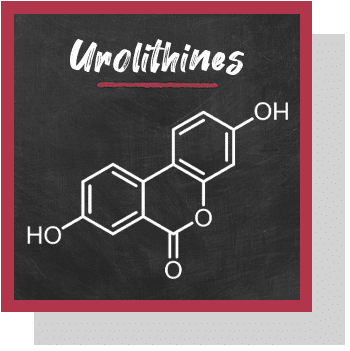 urolithines index nutraceutique Nutrixeal Info