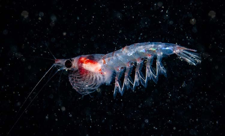 krill zooplancton Nutrixeal Info